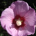 Hibiscus syriacus fleur
